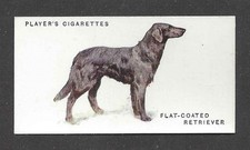 1931 UK Arthur Wardle Dog Art Body Player Cigarette Card FLAT COATED RETRIEVER