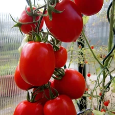 100 Heirloom Rio Fuego Tomato Seeds High Yielding Big Paste Tomato Determinate