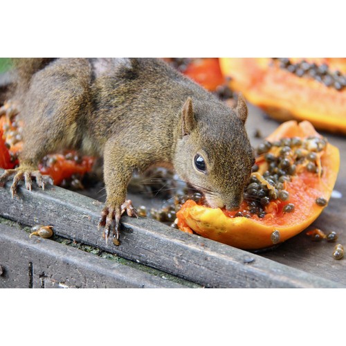 Tratamiento de papaya 1/2 libra - conejo, conejito, hámster, planeador de azúcar y mascotas pequeñas - Imagen 6 de 12