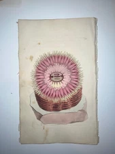 Sea Anemone - 1783 RARE SHAW & NODDER Hand Colored Copper Engraving