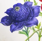 1841,J.W. LOUDON 1st EDIT. FINEST ANTIQUE ORIGINAL WATERCOLOURING PERENNIALS YE6