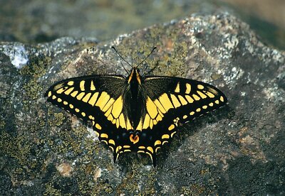 Eschenbach Panoramic Monocular 6x16 Club M 4293-616 Black Optical