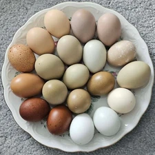 5 Random Empty Blown Real Chicken Eggs Various Colors for Craft Easter Decor
