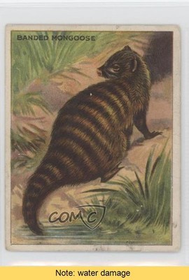 1909-11 Hassan Animals Series Tobacco T29 Banded Mongoose READ l7u