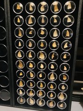 Dinosaur Tooth Fossil Mosasaur Mosasaurus Genuine In Display Jar *1 Per Order*