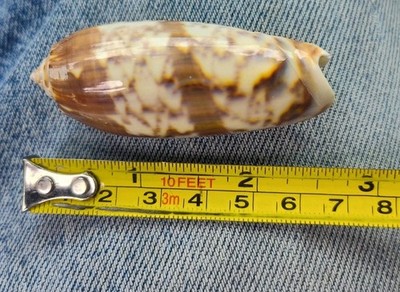 Oliva Americoliva sayana Lettered Olive Shell Seashell Hermit 2 3/4 Inches Nice!