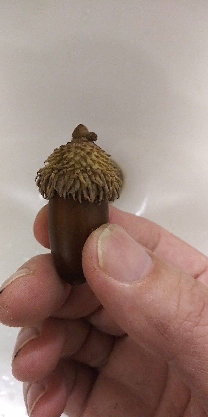 Acorns, Cork Oak, 100ct Fresh, Standard Pick - Fall 2025 - Good for Growing