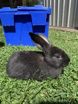 jodies giant bunnies