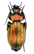 095 - Carabus - Eucarabus ulrichi rhilensis f27 - Bulgaria Sofia