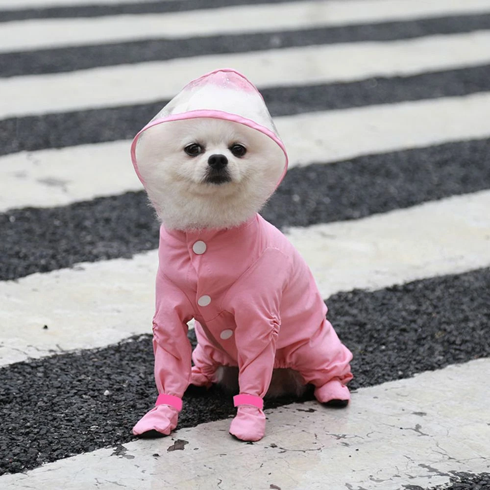 Pomeranian apparel sales