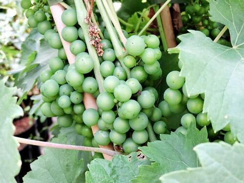 wann lorbeerhecke düngen Kirschlorbeer Dünger von Flora Boost main image 0