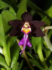 Rare Trichoglottis atropurpurea orchid plant  FS , not in bloom