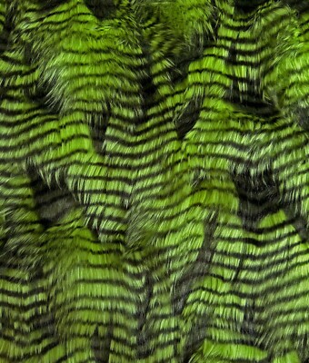 Faux Fur Fabric Fancy Feather .5-2in Long Pile Fur Fabric 60''Wide SBY - Lime