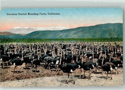 39627352 - Cawston Ostrich Breeding Farm California Strausse Vogel