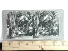 Native Carrying Durian Java Stereoview Universal Photo Art Co. 1902