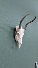Spike Whitetail Real Antler Deer Taxidermy Mount Euro Skull