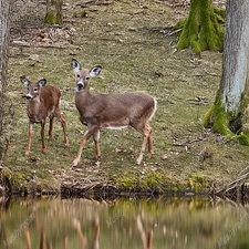 Digital Image Picture Photo Wallpaper Background Desktop AI Art #302A