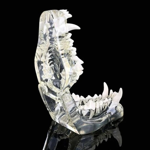 Hundezähne Modell Zahn transparent anatomisch Tierarzt Hund Unterricht PVC - Bild 3 von 9