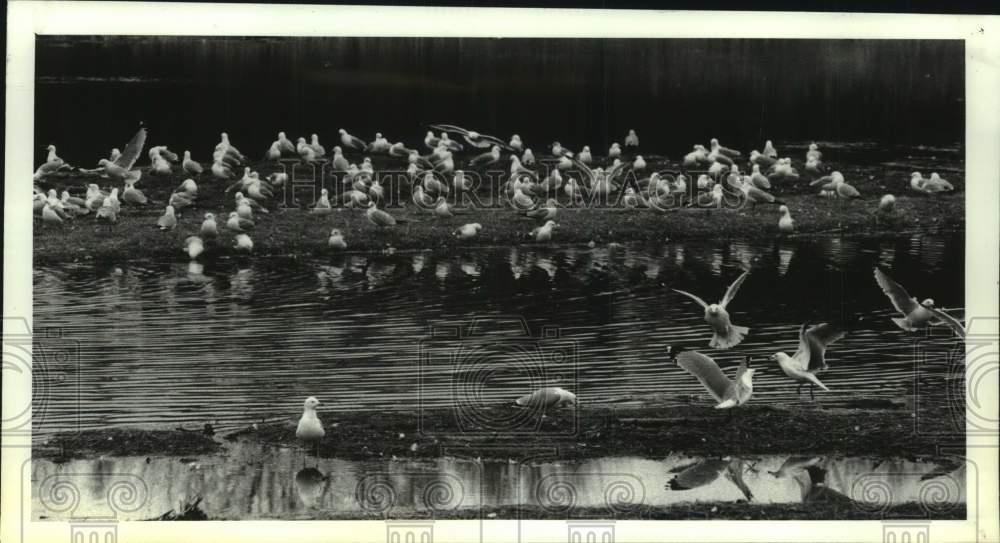 1992 Press Photo Seagulls gather on a small island in Burden Pond
