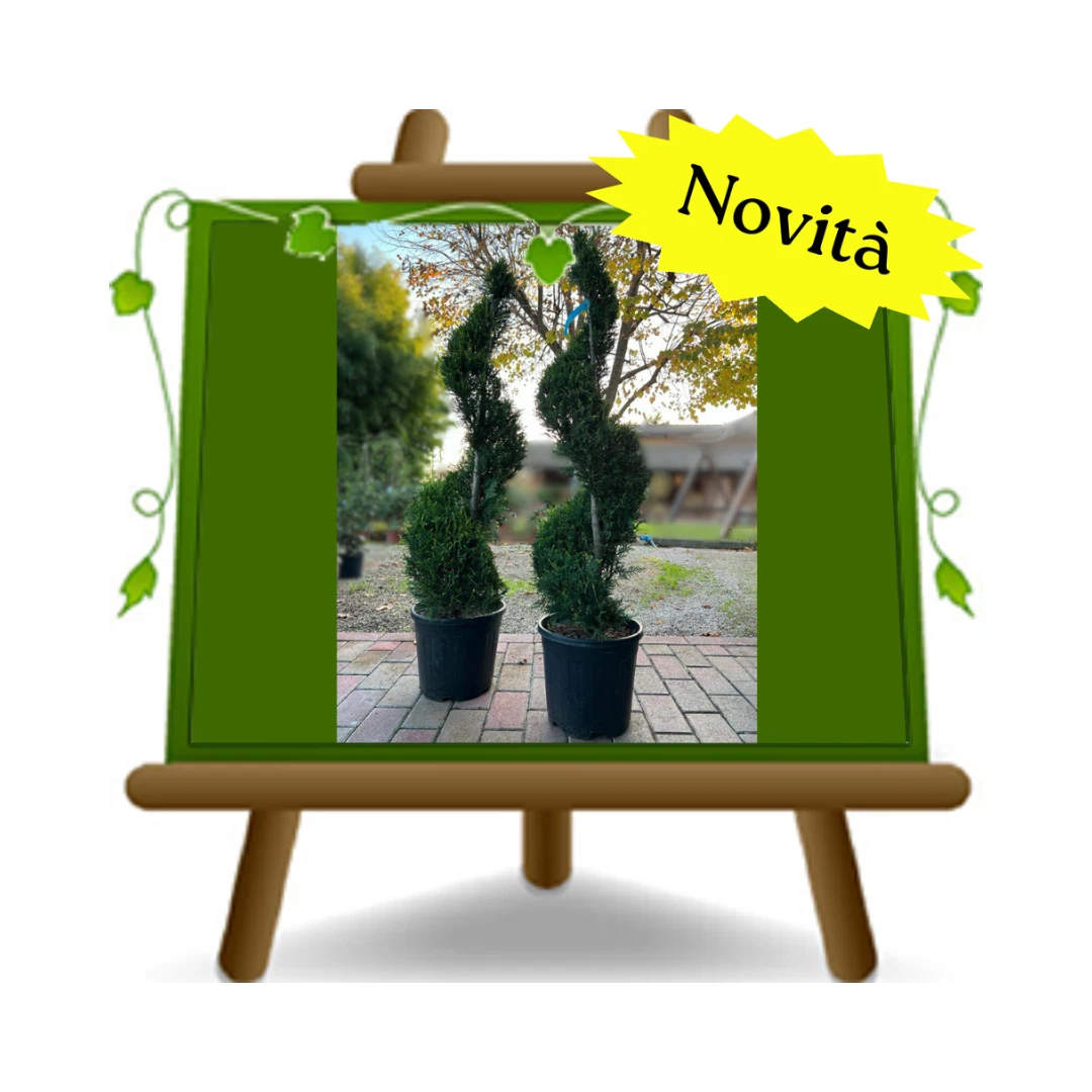 Thuja Spirale online kaufen | eBay.de