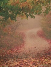 Background - Freedom Cloth Denny "Fall Trails" - 6x8'