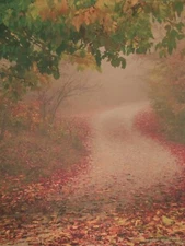 Background - Freedom Cloth Denny "Fall Trails" - 6x8'