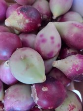 Fico d'india costiero Opuntia stricta PRICKLY PEAR 5+ semi semi semi Gx 106