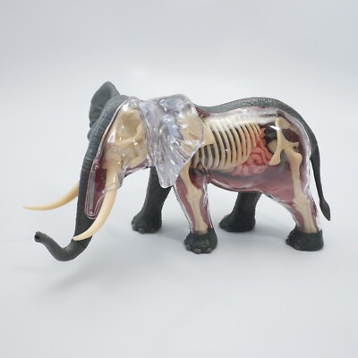 4D Vision Elephant Anatomy Model Master Sculpturing Detachable Parts Detailed