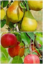 10 FRUIT TREE SEEDS -  APPLE SEEDS, PEAR TREE