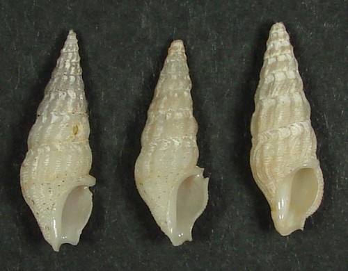 CLATHRODRILLIA BERRYI 20-22mm BEAUTIFUL SPECIMENS Guaymas, Sonora, Mexico - Picture 2 of 2
