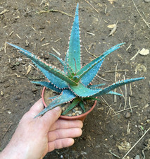 ALOE 'KELLY BLUE' - PIANTA DA GIARDINO - SUCCULENTA - DIAM 19 - H 14 CM