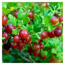 Gooseberry 'Hinnonmaki Red' ready to fruit - Large Ribes 3ltr pot