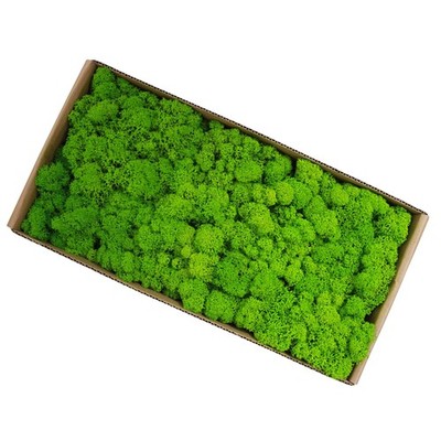 500g Real Preserved Moss Wall Decor Special Craft For Home BAK