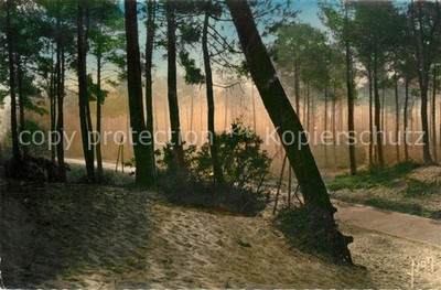 Arcachon Gironde Route dans la foret a contre jour