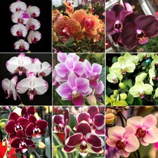 15Pcs Moth Orchid Seed Blue Iris Purple Iris Seed Flower Seed Potted Courtyard