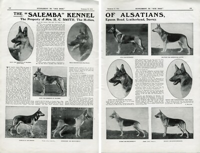 Animal Rescue Lost And Found Pets Helderberg Original Alsatian