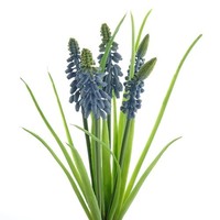 Gasper Traubenhyazinthen - Muscaribund Blau 30 Cm 5Er Bund - Kunstblumen