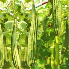 Buab Moom Angled Luffa Gourd Seeds - For 2025 Planting Ridged Gourd Okra Bitter