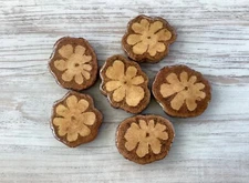 Ayahuasca Vine Slice 4cm