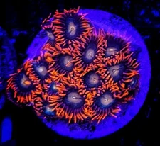 Large Gatorade Zoa Polyp Packed Coral Frags Free Shipping!