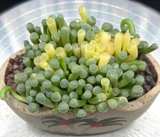 Imported Succulents live plant Rare succulent Home Decor plant Baby Toes var #20