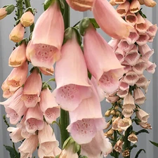 Apricot Beauty Foxglove Seeds | 200 - 4,000 Seeds | Non-GMO | Free Ship | 1247