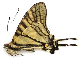 GRAPHIUM (PAZALA) MULLAH MALE FROM DALI YUNNAN CHINA