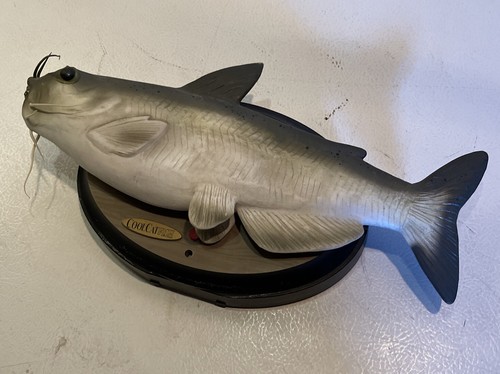 Cool Catfish