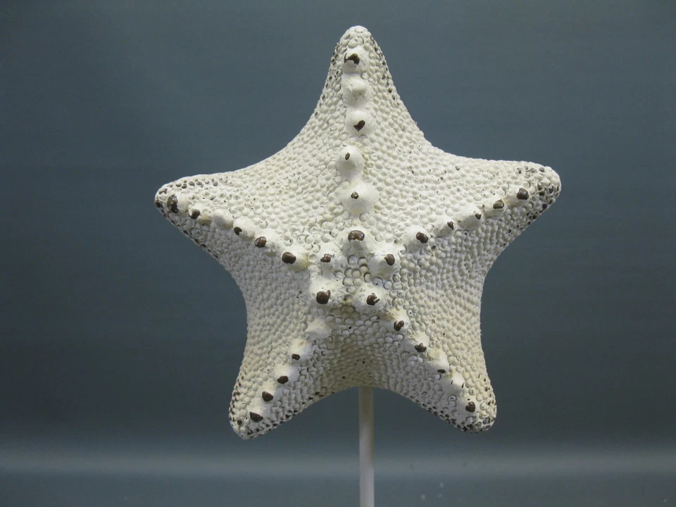 Dekoration  Dekofigur  Seestern  auf Standfuß 32 cm Statue nautische Deko - Bild 2 von 4