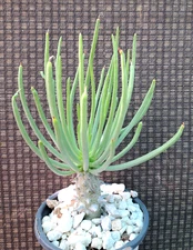 Tylecodon Wallachii Plant Cactus Succulent