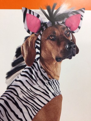 dog leopard costume