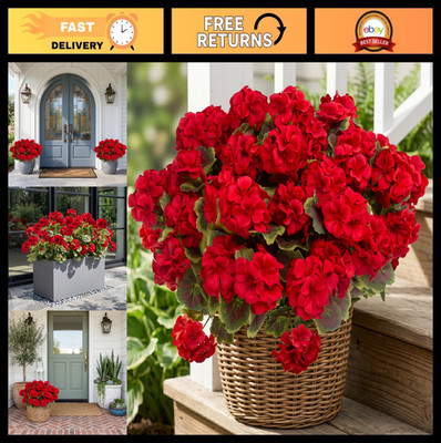 8 Pcs UV Resistant Artificial Geraniums - Realistic Silk Flowers for Home Garden