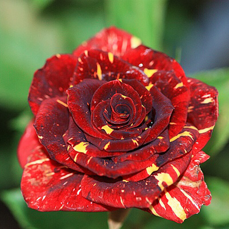 Rose cuttings Abracadabra rose 5 dormant cuttings-rare and unusual