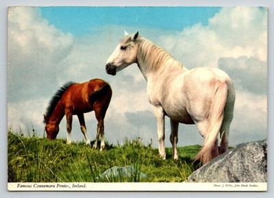 Vintage John Hinde Connemara Ponies Ireland Postcard 1978 Irish Horses